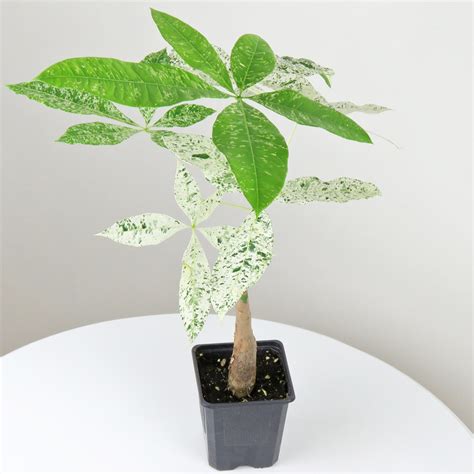 Variegated money tree. Things To Know About Variegated money tree. 